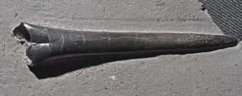 Youngibelus fossil