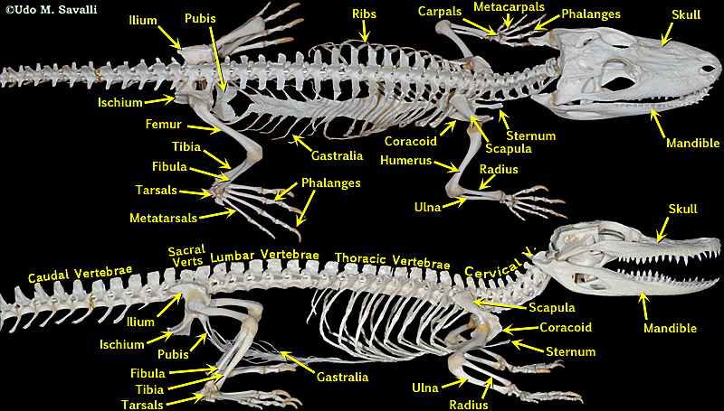 gator skeleton