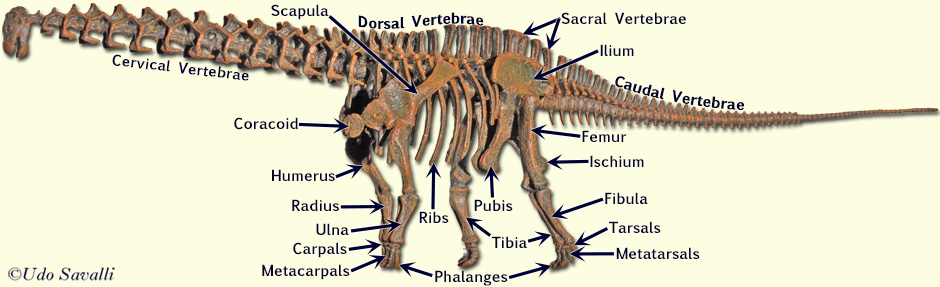Apatosaurus Skeleton