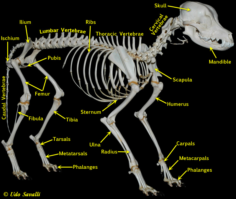 Dog skeleton with major bone elements labeled (Davis, 1987, p. 54;
