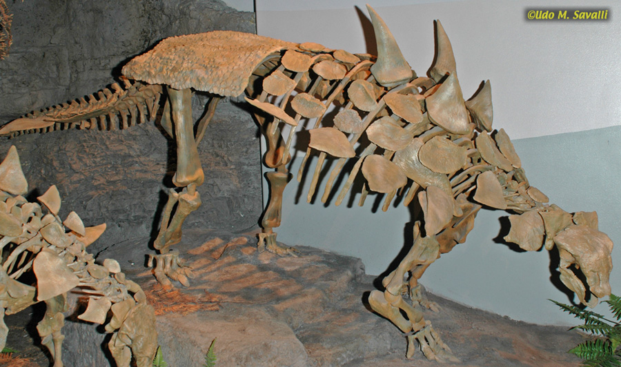 stgosaurus scutes
