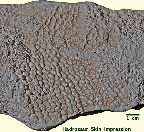Hadrosaurus skin