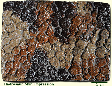 Hadrosaurus skin