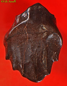Edmontonia tooth
