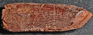 Rebbachisaurus teeth