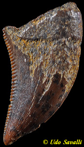 Saurornitholestes tooth