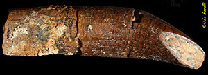 Titanosaur teeth