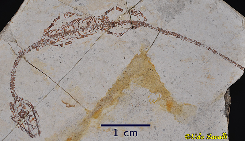 Hyphalosaurus Fossil Replica