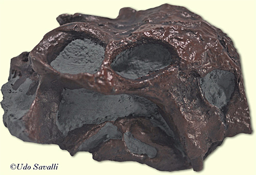Lystrosaurus skull replica