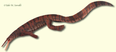 Mesosaurus Model
