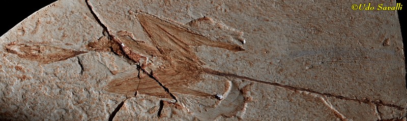 Sharovipteryx Fossil