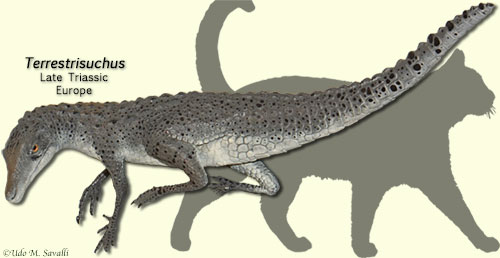 Terrestrisuchus model