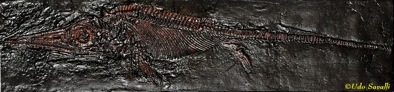 Stenopterygius Fossil Replica