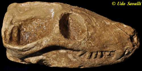 Thrinaxodon skull replica