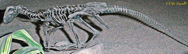 Hypsilophodon fossil