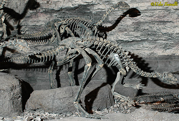 Nanosaurus fossil
