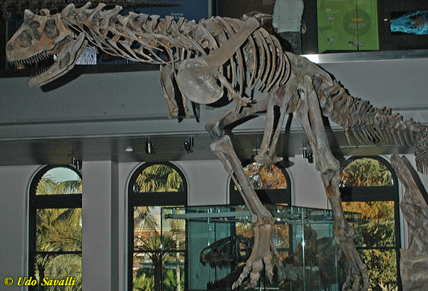 Carnotaurus fossil