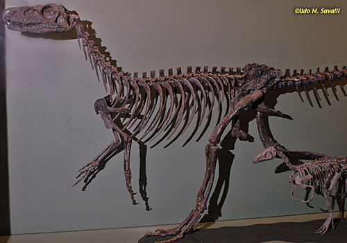 Herrerasaurus fossil