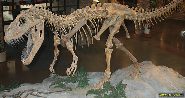Torvosaurus fossil