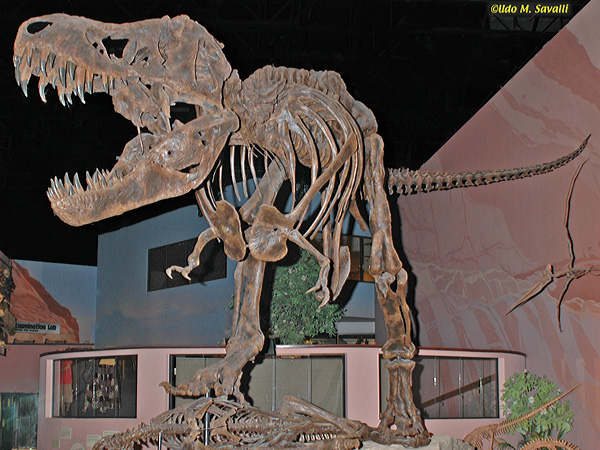 Tyrannosaurus fossil