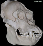Orangutan Skull