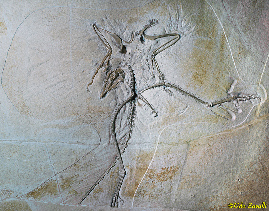 Archaeopteryx thermopolis