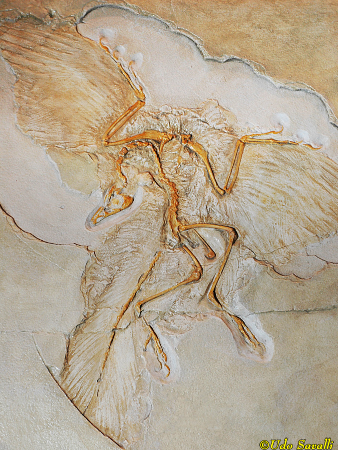 Archaeopteryx berlin