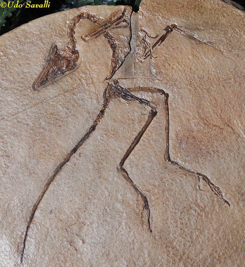 Archaeopteryx eichstatt