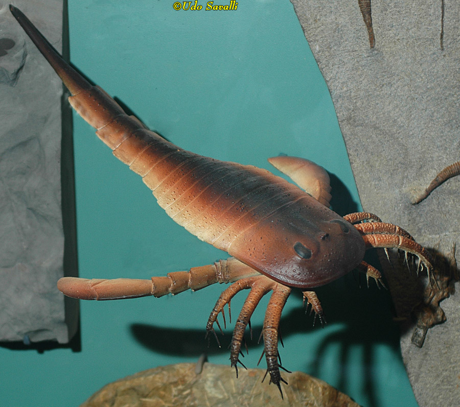 Eurypterus model