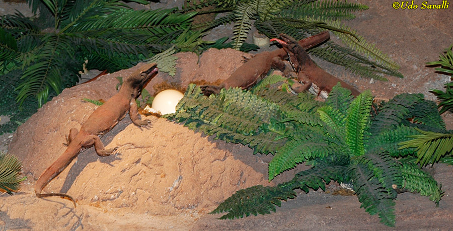 komodo dragon habitat diorama