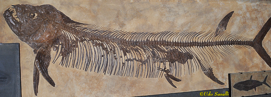 Xiphactinus fossil