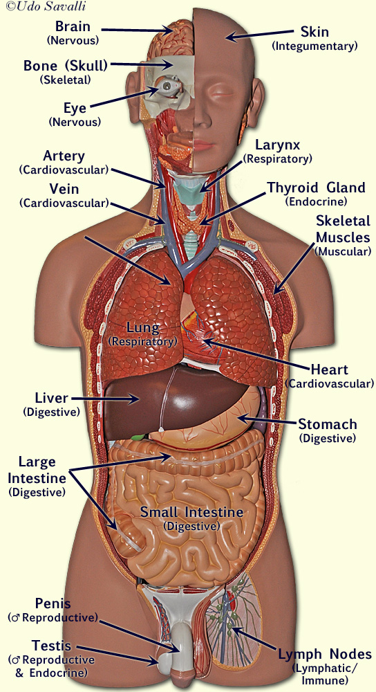 Male Torso with organs labeled