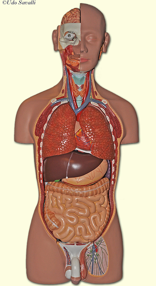 Male Torso with all organs unlabeled