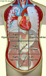 body regions