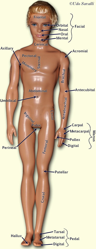 Surface Terminology Anterior labeled