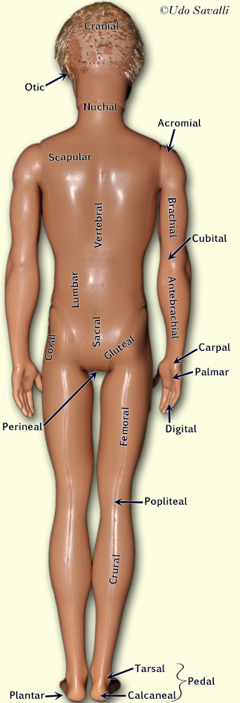 Surface Terminology Posterior labeled