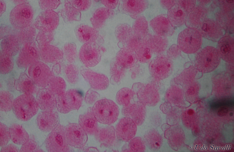 Mitosis 1 unlabeled