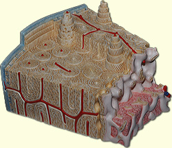 osteon model