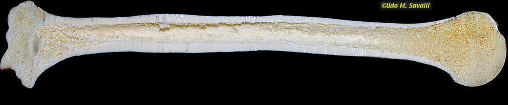 sectioned bone unlabeled