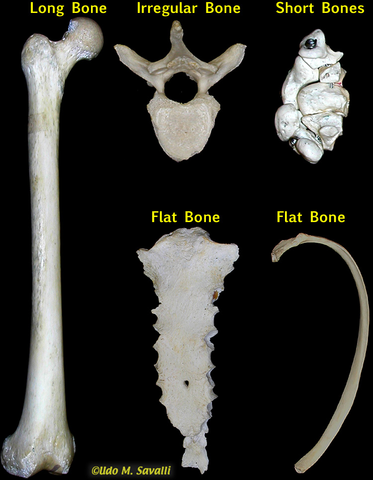 bone types labeled