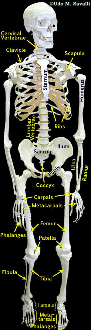 Skeleton labeled