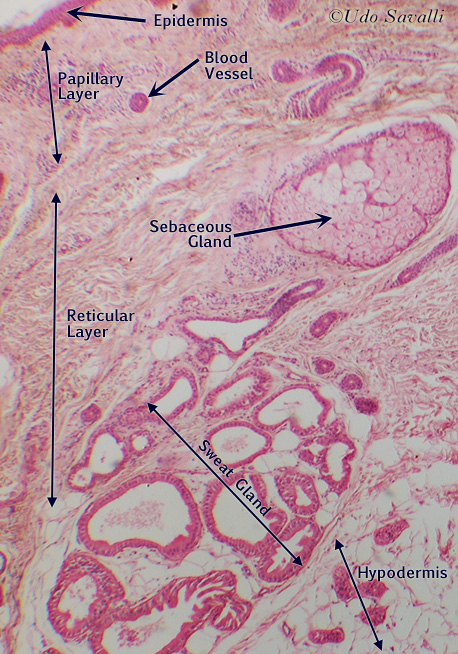 Glands labeled