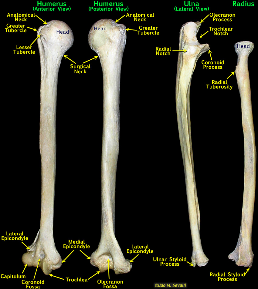 Upper limb bones labeled