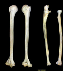 proximal limb bones