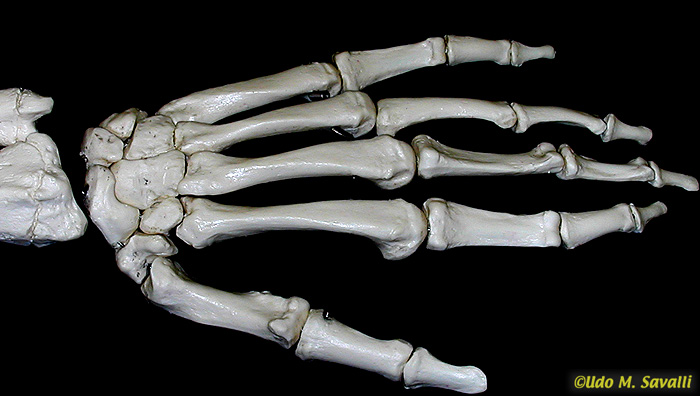 Hand bones, dorsal view unlabeled