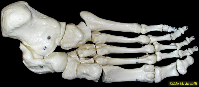 Foot bones, inferior view unlabeled