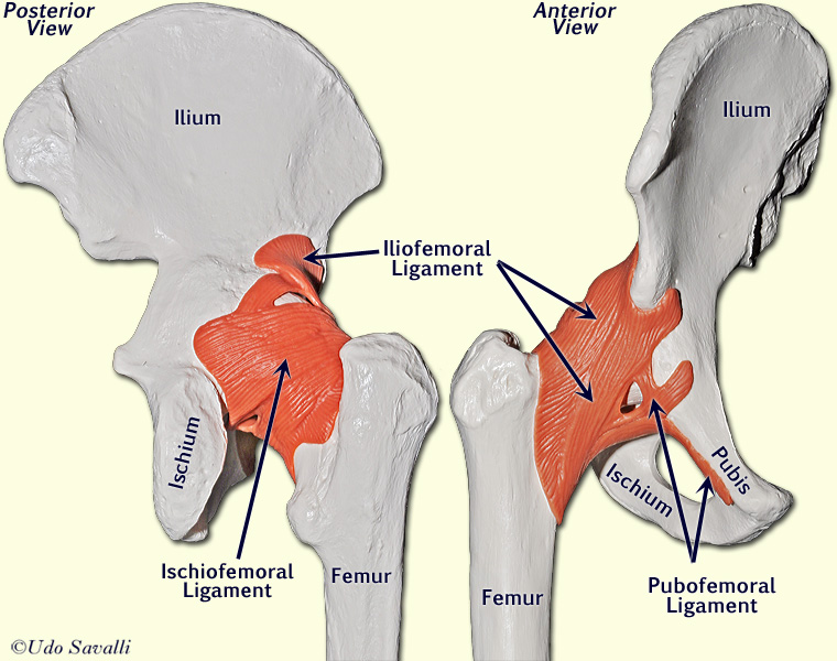 hip joint labeled