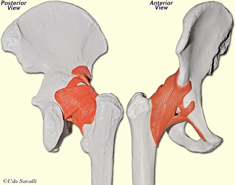 hip joint unlabeled
