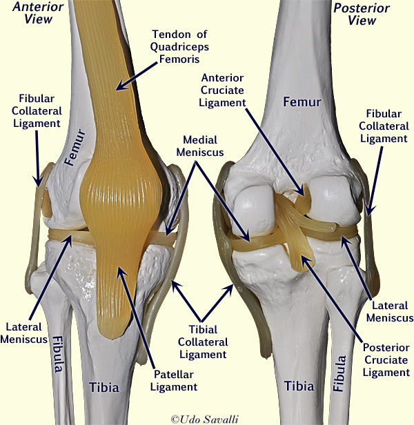 knee joint labeled
