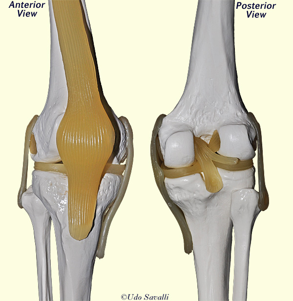 knee joint unlabeled